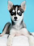 Ian ABELA - IAN ABELA PHOTOGRAPHIE